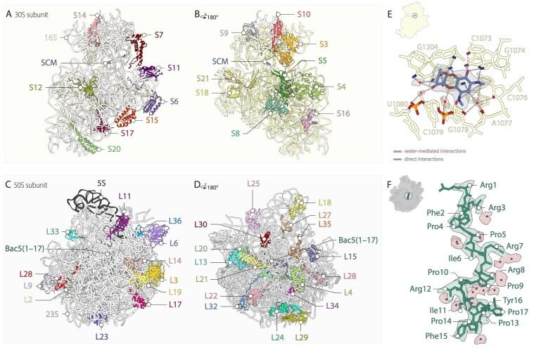 https://cdn.ncbi.nlm.nih.gov/pmc/blobs/5e6f/12056610/3d7599d7eb07/gkaf324fig3.jpg