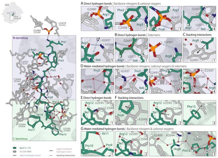 https://cdn.ncbi.nlm.nih.gov/pmc/blobs/5e6f/12056610/5b69a92f0697/gkaf324fig4.jpg