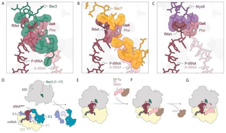 https://cdn.ncbi.nlm.nih.gov/pmc/blobs/5e6f/12056610/a1936dbde577/gkaf324fig6.jpg