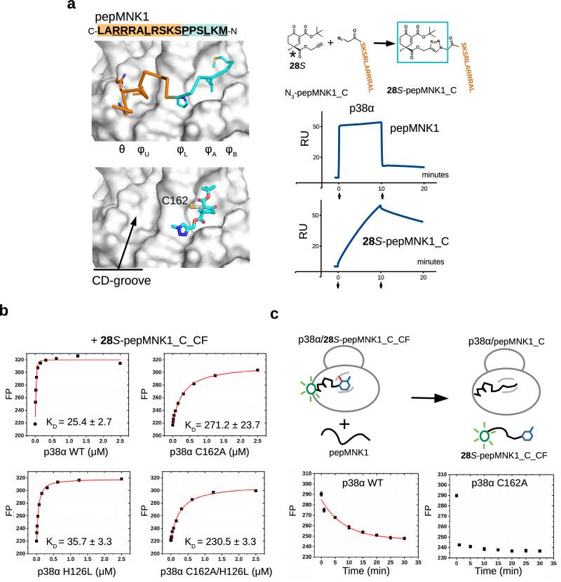 https://cdn.ncbi.nlm.nih.gov/pmc/blobs/5e73/11452651/24d8da63144c/41467_2024_52574_Fig5_HTML.jpg