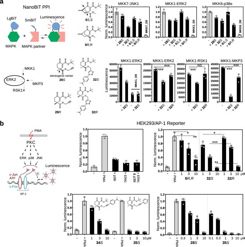 https://cdn.ncbi.nlm.nih.gov/pmc/blobs/5e73/11452651/6989869a5217/41467_2024_52574_Fig6_HTML.jpg