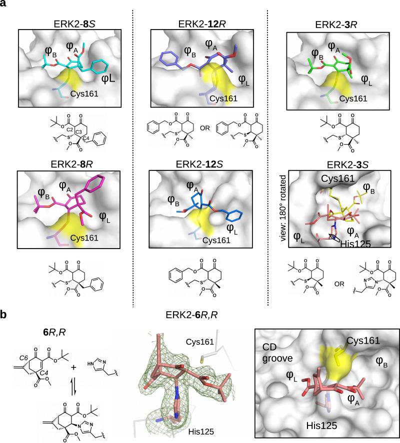 https://cdn.ncbi.nlm.nih.gov/pmc/blobs/5e73/11452651/c844ced541ed/41467_2024_52574_Fig3_HTML.jpg