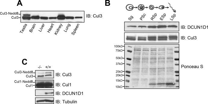 https://cdn.ncbi.nlm.nih.gov/pmc/blobs/5e74/6336273/903995c7bbe7/pone.0209995.g007.jpg
