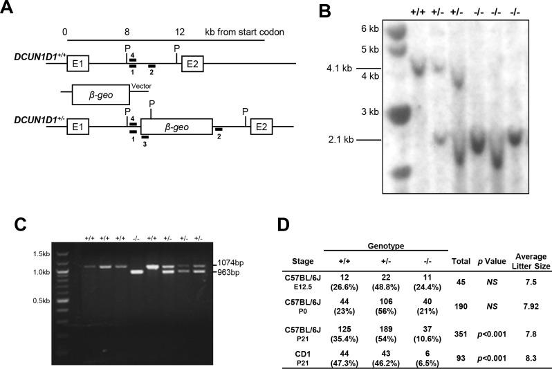 https://cdn.ncbi.nlm.nih.gov/pmc/blobs/5e74/6336273/d95e079acbcf/pone.0209995.g001.jpg