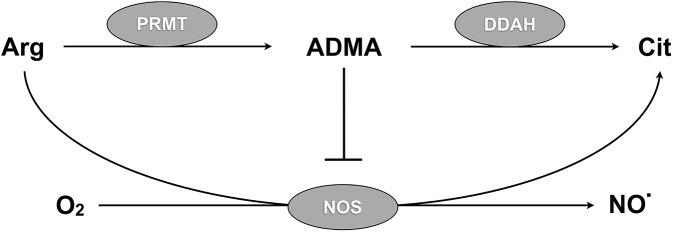 https://cdn.ncbi.nlm.nih.gov/pmc/blobs/5e75/4583463/ffbd92c3714f/ppat.1005119.g001.jpg