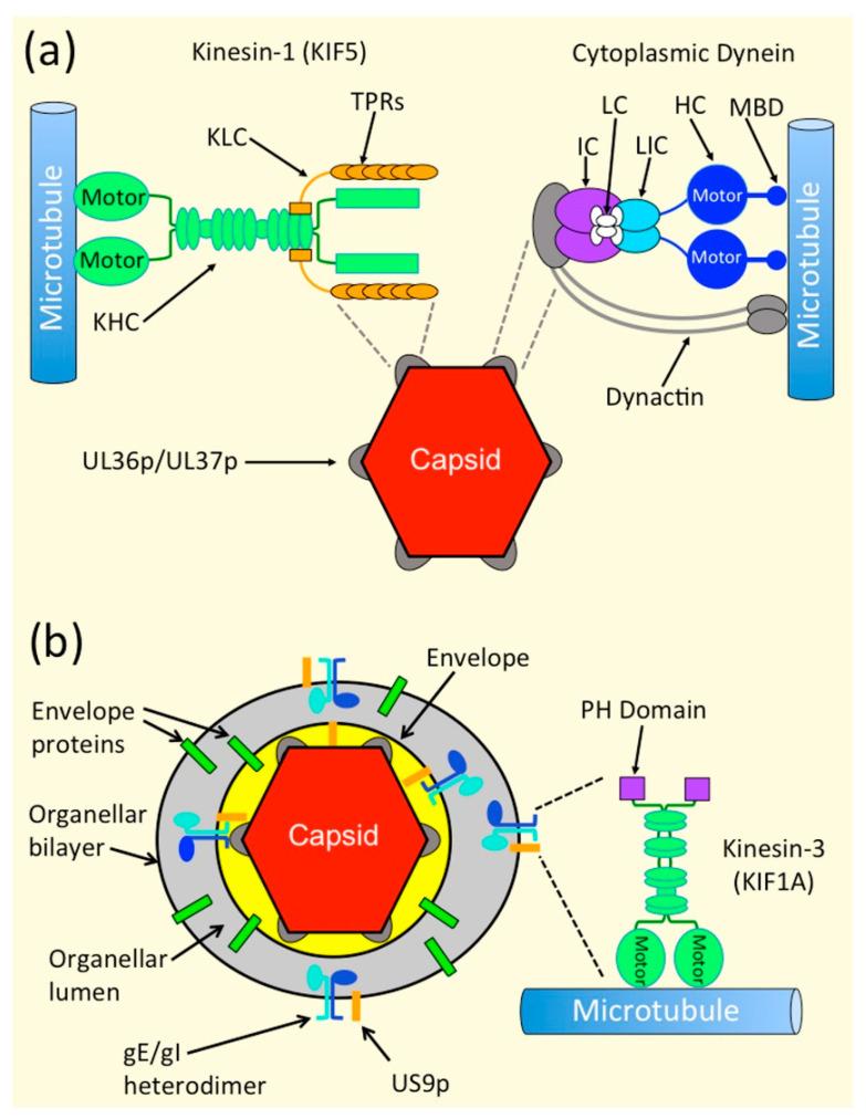 https://cdn.ncbi.nlm.nih.gov/pmc/blobs/5e78/8402756/9b5808b77831/viruses-13-01622-g002.jpg
