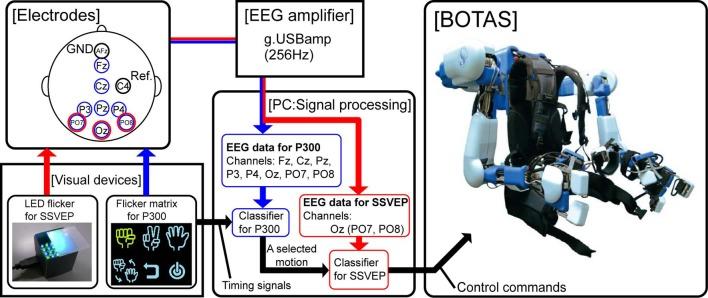 https://cdn.ncbi.nlm.nih.gov/pmc/blobs/5e7b/3779864/d83449452889/fnins-07-00172-g0001.jpg