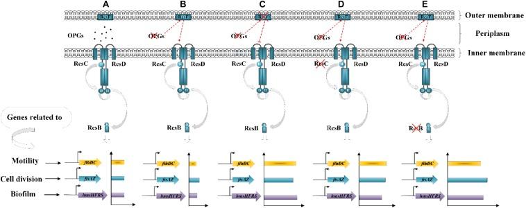 https://cdn.ncbi.nlm.nih.gov/pmc/blobs/5e7b/7013093/8b7ad01aebbf/fmicb-11-00122-g008.jpg