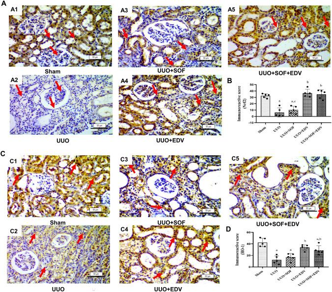 https://cdn.ncbi.nlm.nih.gov/pmc/blobs/5e7e/11522075/9525f910f511/210_2024_3146_Fig6_HTML.jpg