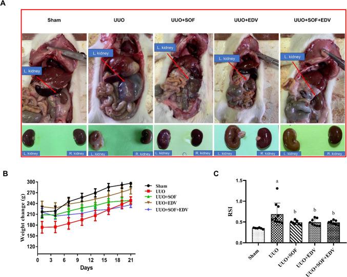 https://cdn.ncbi.nlm.nih.gov/pmc/blobs/5e7e/11522075/f7bf1fe29520/210_2024_3146_Fig1_HTML.jpg
