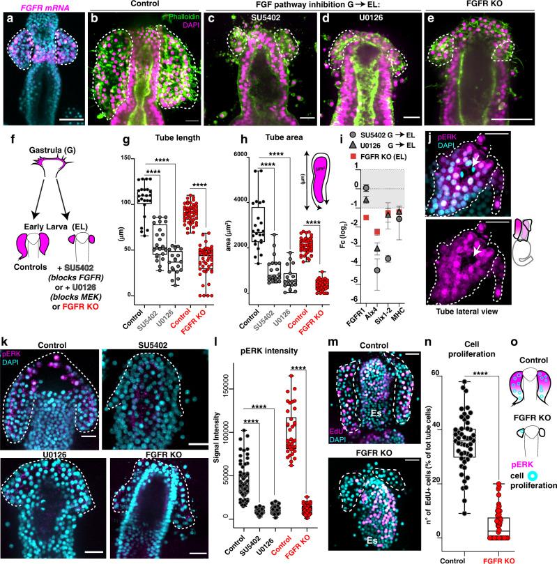 https://cdn.ncbi.nlm.nih.gov/pmc/blobs/5e83/10170166/38b5007ab5fa/41467_2023_37947_Fig6_HTML.jpg