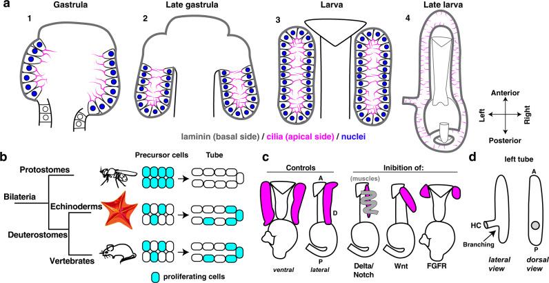 https://cdn.ncbi.nlm.nih.gov/pmc/blobs/5e83/10170166/b1369ef0abf4/41467_2023_37947_Fig8_HTML.jpg