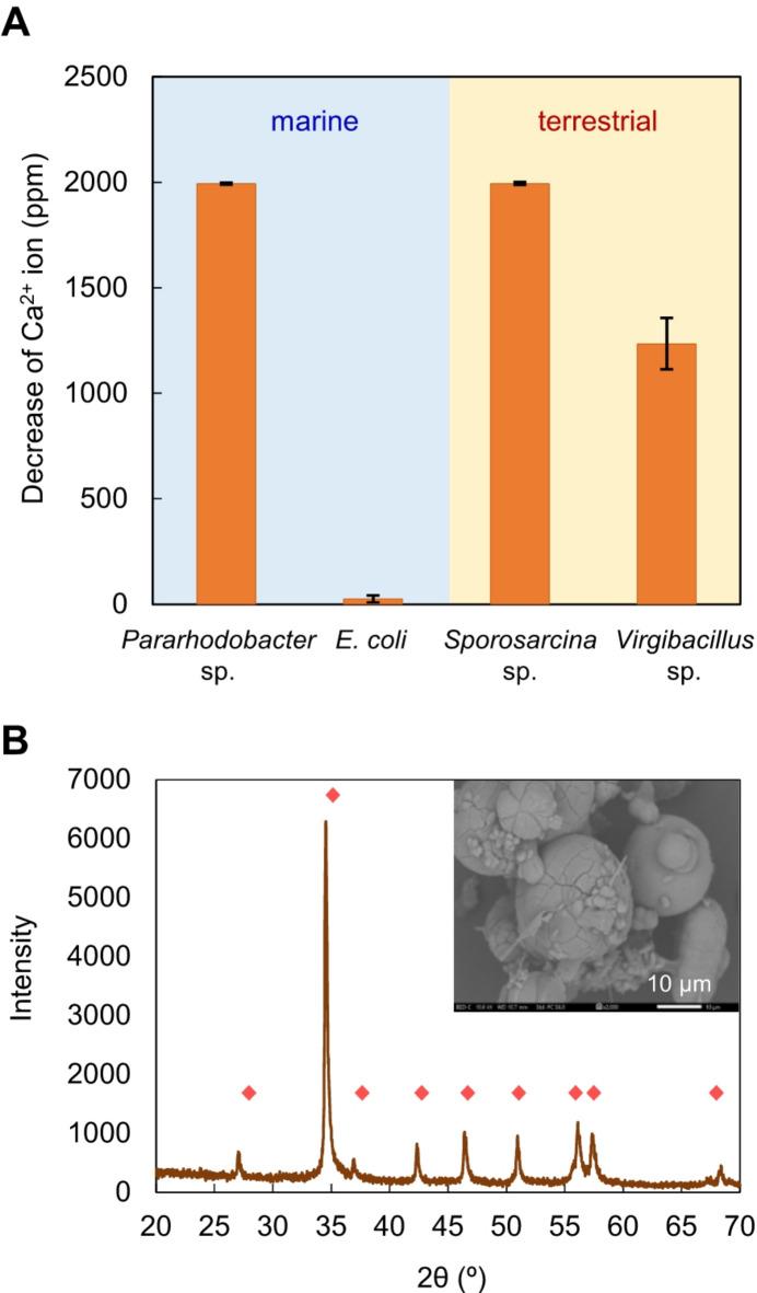 https://cdn.ncbi.nlm.nih.gov/pmc/blobs/5e85/12119853/cf2ba524840c/41598_2025_1350_Fig5_HTML.jpg