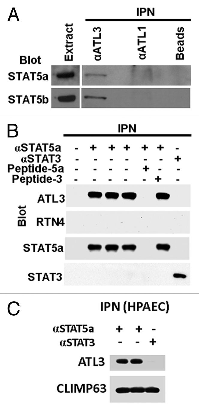 https://cdn.ncbi.nlm.nih.gov/pmc/blobs/5e85/3894245/0560f5879d1a/jkst-2-e24860-g4.jpg