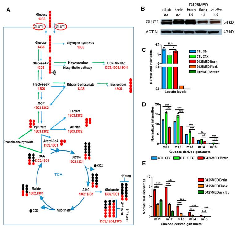 https://cdn.ncbi.nlm.nih.gov/pmc/blobs/5e85/8909278/92376b256667/cancers-14-01311-g003.jpg