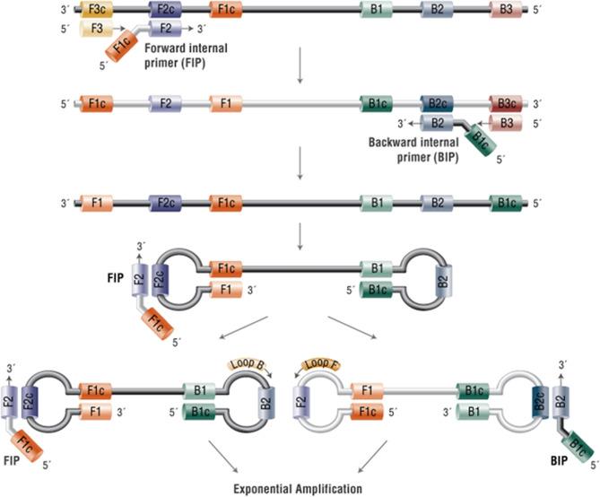 https://cdn.ncbi.nlm.nih.gov/pmc/blobs/5e86/8591099/87499a930112/fonc-11-747614-g001.jpg