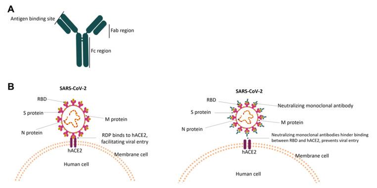 https://cdn.ncbi.nlm.nih.gov/pmc/blobs/5e88/9887598/8ddb8a915078/antibodies-12-00005-g002.jpg