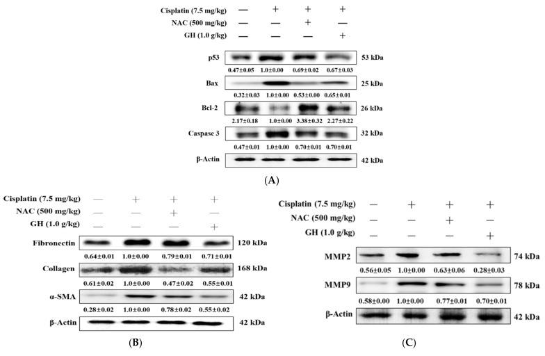 https://cdn.ncbi.nlm.nih.gov/pmc/blobs/5e8a/11593982/16f09707fcf3/ijms-25-12096-g006.jpg