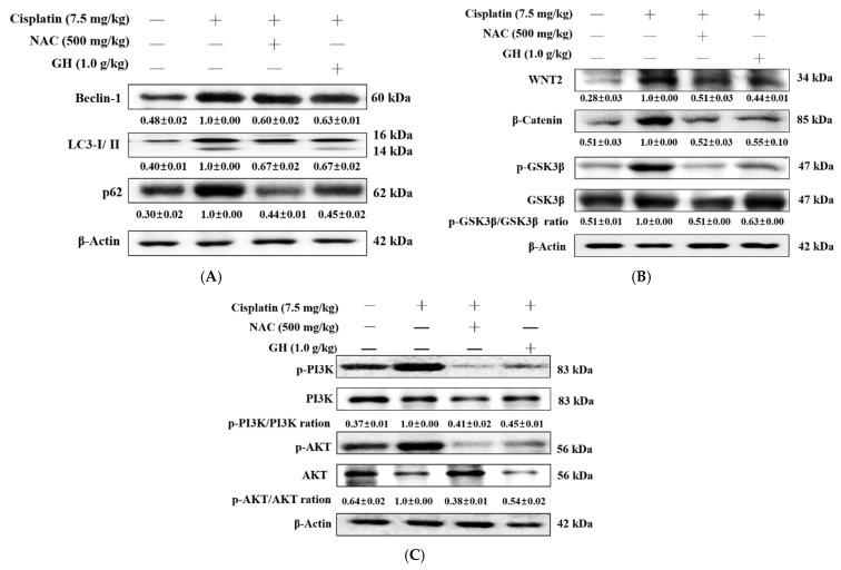 https://cdn.ncbi.nlm.nih.gov/pmc/blobs/5e8a/11593982/20a3d6d13ec2/ijms-25-12096-g005.jpg