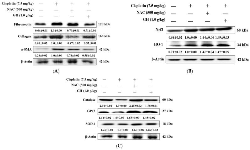 https://cdn.ncbi.nlm.nih.gov/pmc/blobs/5e8a/11593982/3d34b5090dc1/ijms-25-12096-g007.jpg