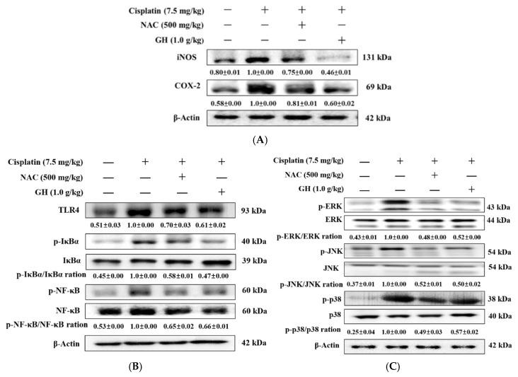 https://cdn.ncbi.nlm.nih.gov/pmc/blobs/5e8a/11593982/6022637defd2/ijms-25-12096-g004.jpg