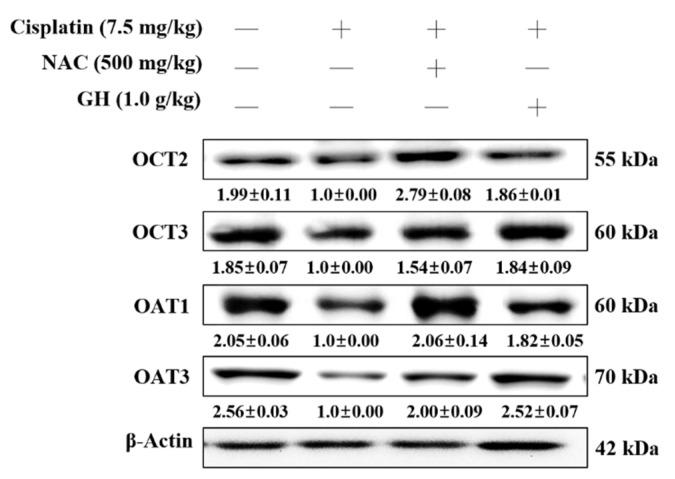 https://cdn.ncbi.nlm.nih.gov/pmc/blobs/5e8a/11593982/83a87ec9e072/ijms-25-12096-g008.jpg