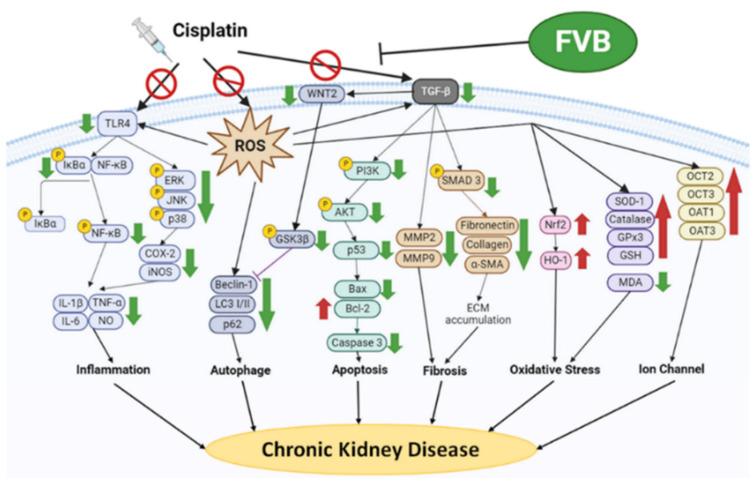 https://cdn.ncbi.nlm.nih.gov/pmc/blobs/5e8a/11593982/f3f9a1419841/ijms-25-12096-g010.jpg