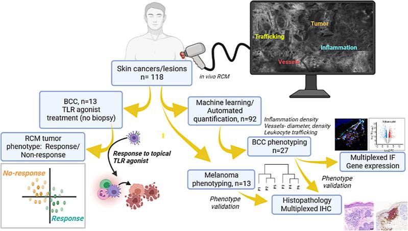 https://cdn.ncbi.nlm.nih.gov/pmc/blobs/5e8a/9463451/c0e7b5094bad/41467_2022_32738_Fig1_HTML.jpg