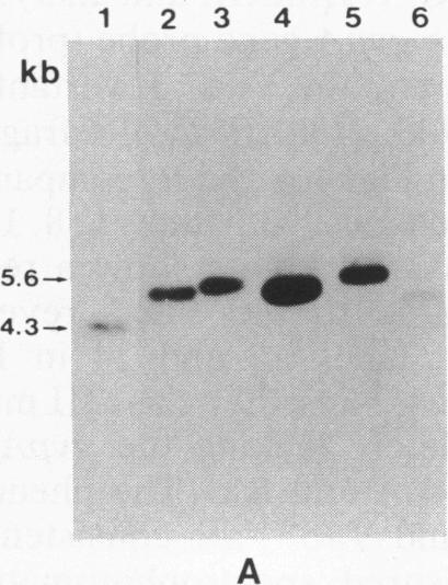 https://cdn.ncbi.nlm.nih.gov/pmc/blobs/5e8b/282078/0573e19d26c1/pnas00297-0296-a.jpg