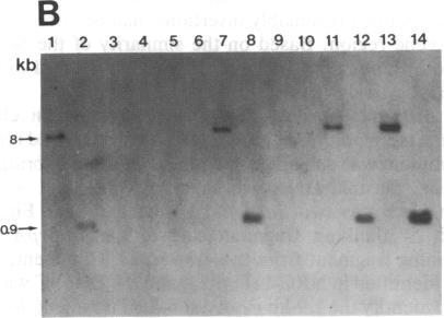 https://cdn.ncbi.nlm.nih.gov/pmc/blobs/5e8b/282078/8da523cf393b/pnas00297-0295-b.jpg