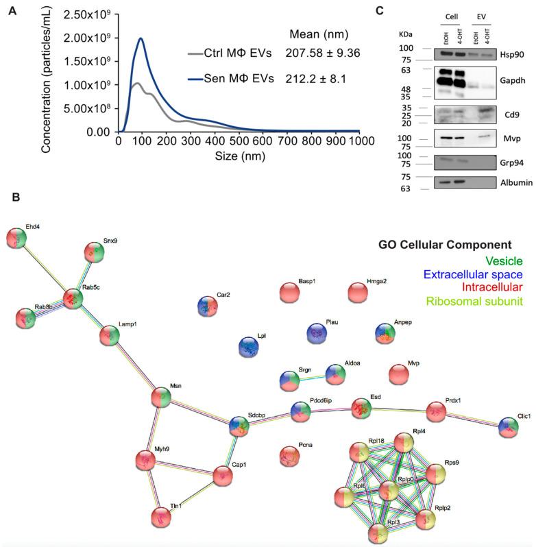 https://cdn.ncbi.nlm.nih.gov/pmc/blobs/5e8d/11118806/a72fc15ddc19/biomedicines-12-01089-g003.jpg