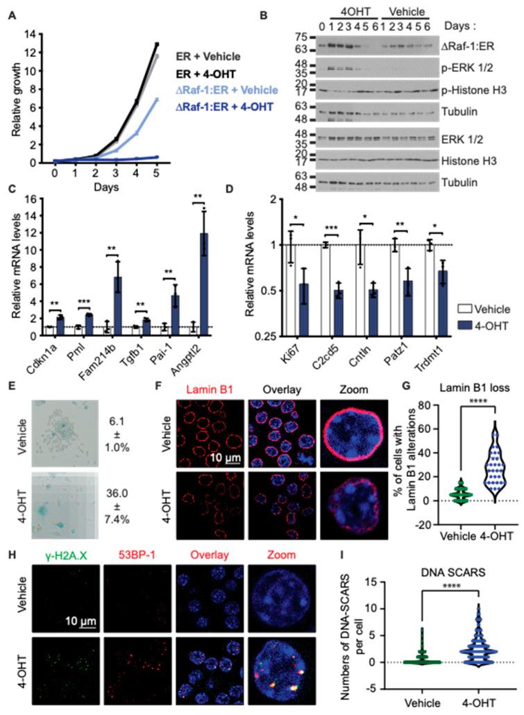 https://cdn.ncbi.nlm.nih.gov/pmc/blobs/5e8d/11118806/edaebe7fb839/biomedicines-12-01089-g001.jpg