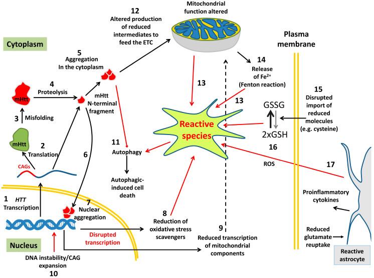 https://cdn.ncbi.nlm.nih.gov/pmc/blobs/5e8d/7401865/4c6e8a012ecb/antioxidants-09-00577-g001.jpg