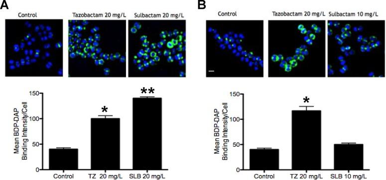 https://cdn.ncbi.nlm.nih.gov/pmc/blobs/5e8e/5278754/7324027a6118/zac0021758880003.jpg