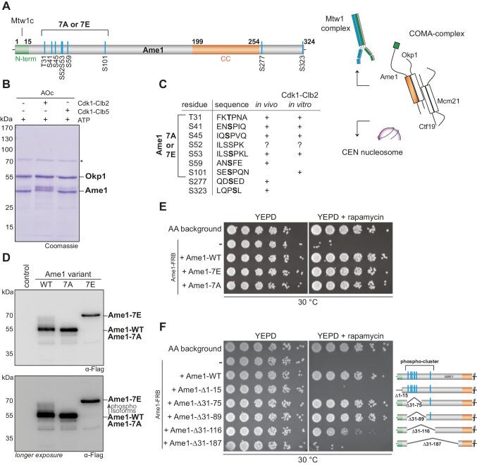 https://cdn.ncbi.nlm.nih.gov/pmc/blobs/5e96/8341979/012f2fac3009/elife-67390-fig1.jpg