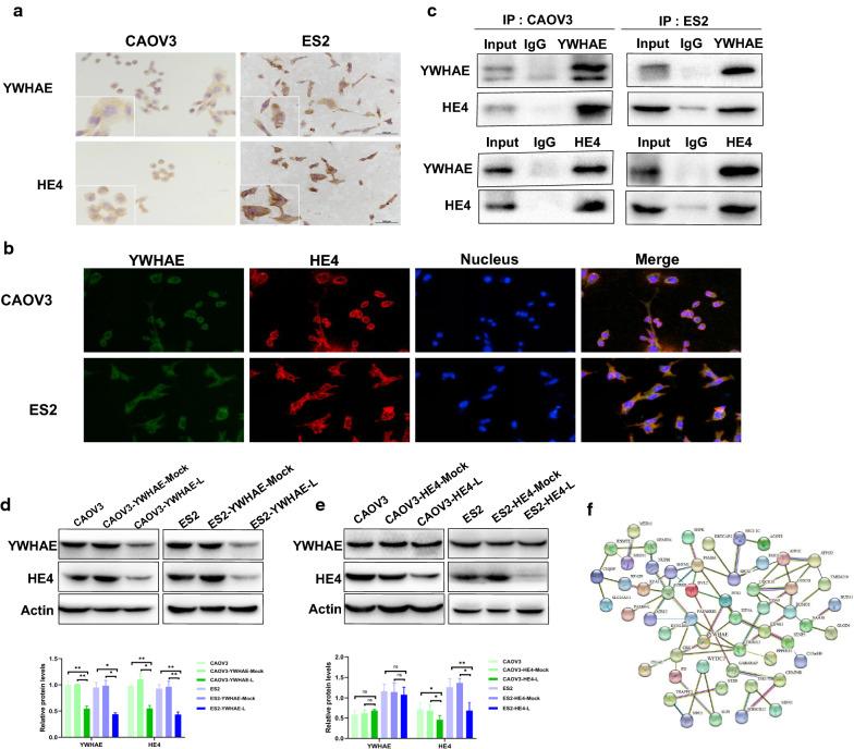 https://cdn.ncbi.nlm.nih.gov/pmc/blobs/5e97/8190858/91d6ea089963/12935_2021_1989_Fig1_HTML.jpg