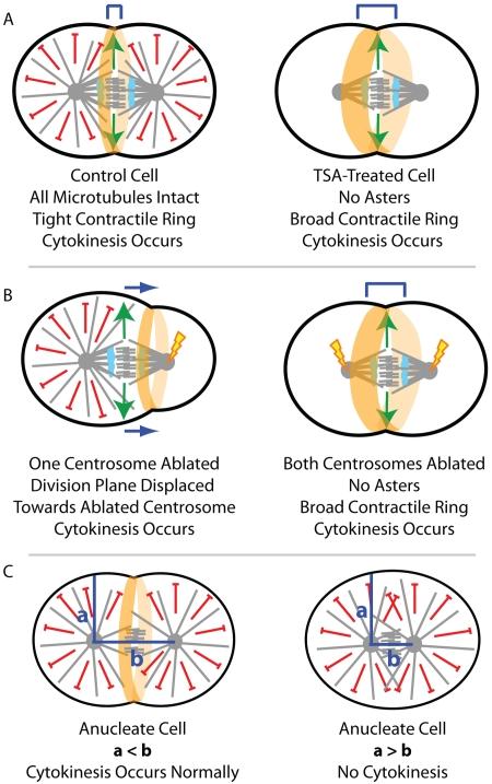 https://cdn.ncbi.nlm.nih.gov/pmc/blobs/5e98/2806322/bd390b7641b6/JCB_200911084_RGB_Fig1.jpg