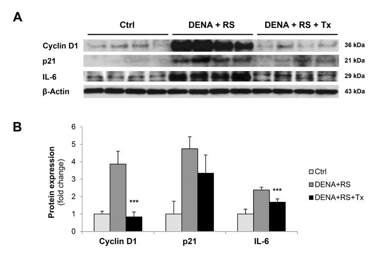 https://cdn.ncbi.nlm.nih.gov/pmc/blobs/5e99/3927807/e796c73aaf3d/aging-06-026-g004.jpg