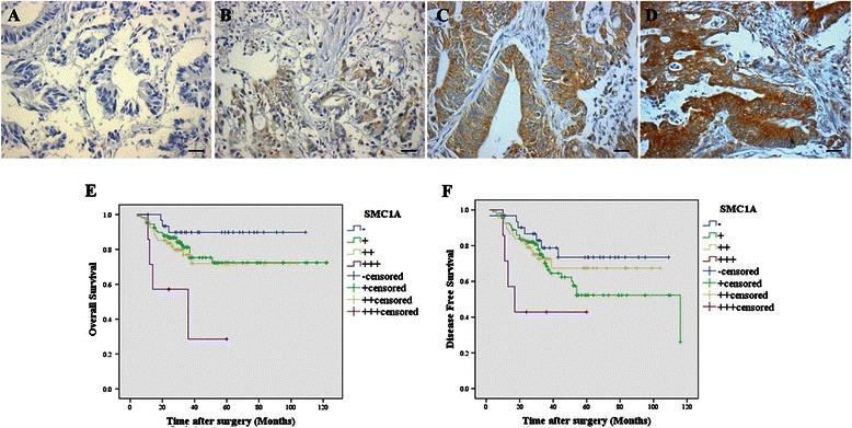 https://cdn.ncbi.nlm.nih.gov/pmc/blobs/5e9a/4352287/bed181998df5/12885_2015_1085_Fig1_HTML.jpg
