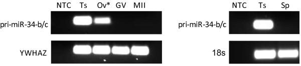 https://cdn.ncbi.nlm.nih.gov/pmc/blobs/5ea0/4162940/e911755d07ad/12958_2014_1256_Fig3_HTML.jpg
