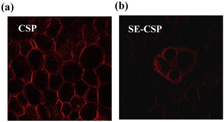 https://cdn.ncbi.nlm.nih.gov/pmc/blobs/5ea1/12252297/b4ef0d60c25d/polymers-17-01779-g001.jpg