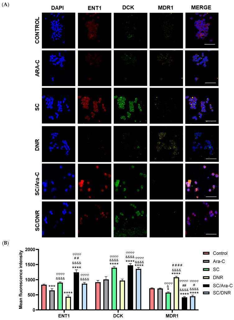 https://cdn.ncbi.nlm.nih.gov/pmc/blobs/5ea2/12347066/ff1c8840a05d/ijms-26-07468-g006.jpg
