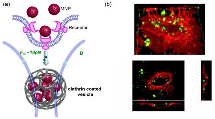 https://cdn.ncbi.nlm.nih.gov/pmc/blobs/5ea2/6463085/4b6dd37fca37/jfb-10-00002-g001.jpg