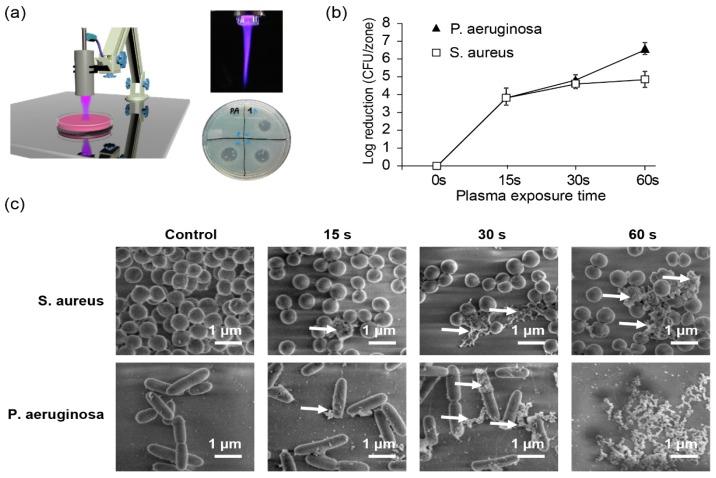 https://cdn.ncbi.nlm.nih.gov/pmc/blobs/5ea2/6463085/abf8b3937fef/jfb-10-00002-g003.jpg