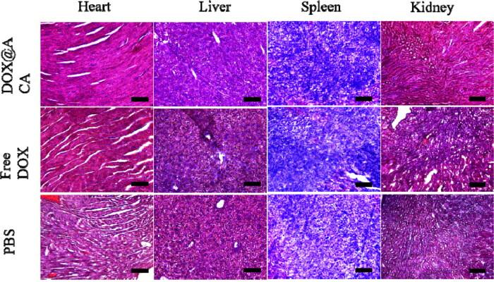 https://cdn.ncbi.nlm.nih.gov/pmc/blobs/5ea2/9578448/bac849d33f6d/IDRD_A_2128469_F0006_C.jpg