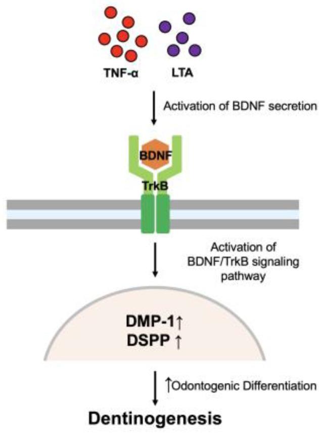 https://cdn.ncbi.nlm.nih.gov/pmc/blobs/5ea4/10378460/19234f7fc284/cells-12-01851-g009.jpg