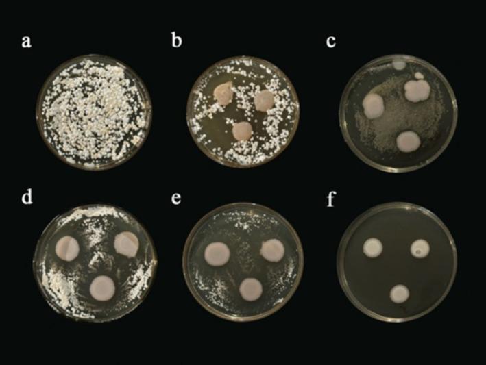 https://cdn.ncbi.nlm.nih.gov/pmc/blobs/5ea4/12204724/de16a7e1d31a/ECE3-15-e71628-g004.jpg