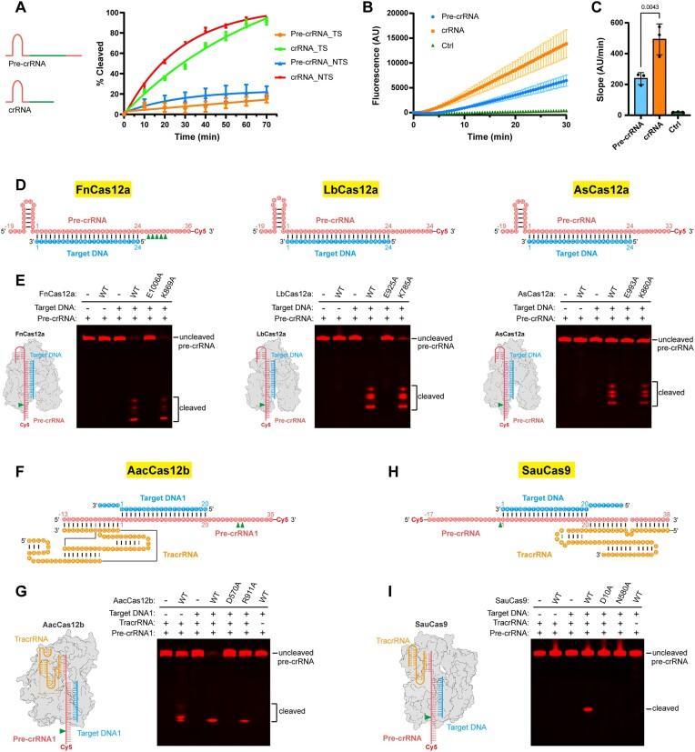 https://cdn.ncbi.nlm.nih.gov/pmc/blobs/5ea6/11797020/2e20421d29d3/gkae1241fig1.jpg