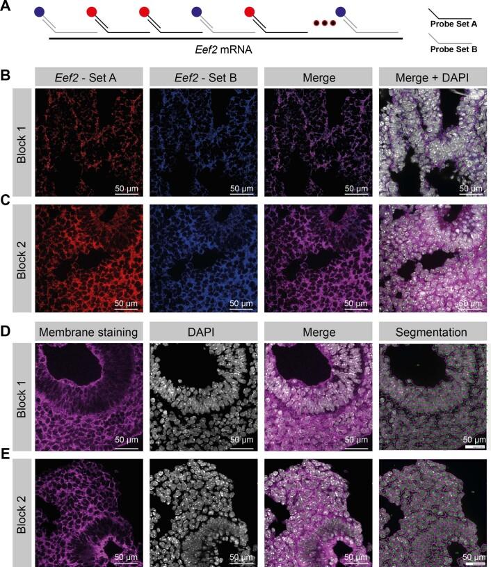 https://cdn.ncbi.nlm.nih.gov/pmc/blobs/5ea7/8763645/ad9e08bd4f39/41587_2021_1006_Fig6_ESM.jpg
