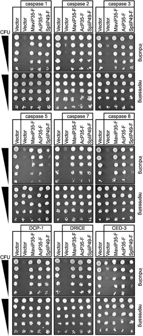 https://cdn.ncbi.nlm.nih.gov/pmc/blobs/5ea9/3252740/194cba21d7e3/cddis2011127f3.jpg